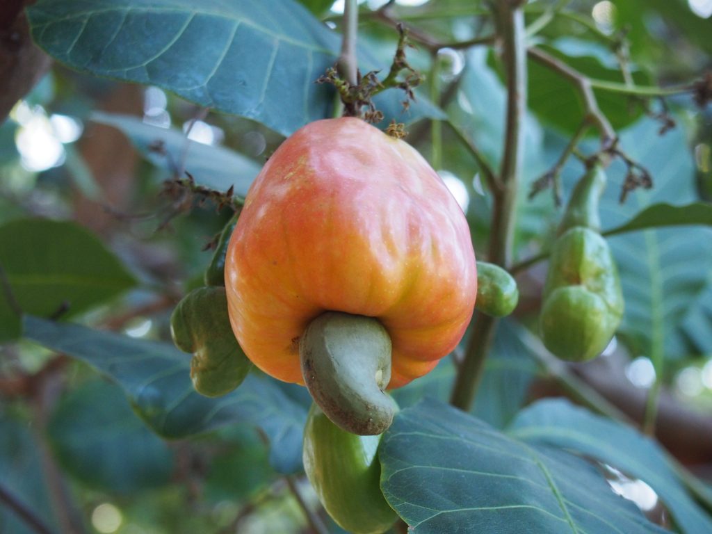 Cashew and Cashew Apple growing in Thailand